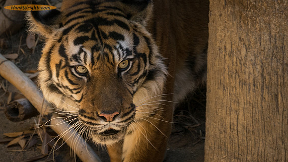 Tiger Stalking