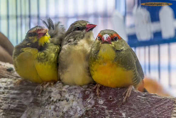 Baby Birds at Boulder Creek RV Park