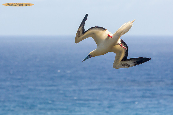 Red-footed booby