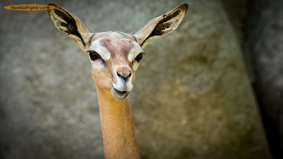 Gerenuk
