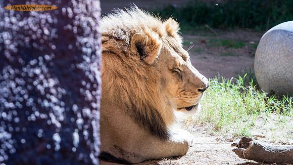 Lion King