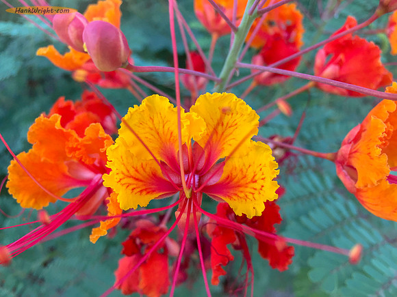Desert Flower