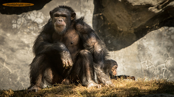 Chimps Mom and Baby