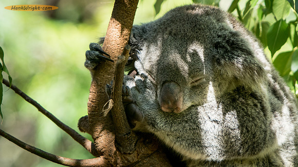 Koala Bear