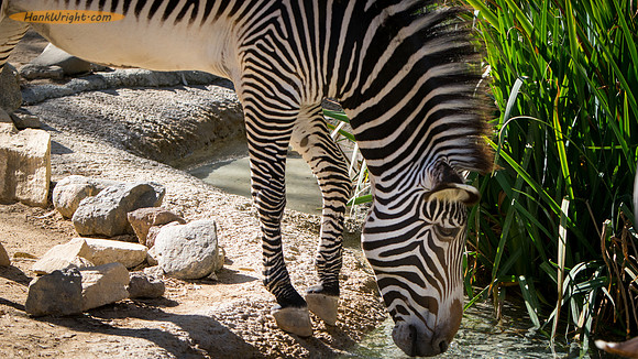 Zebra Drinking