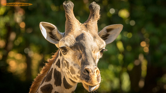 Giraffe
