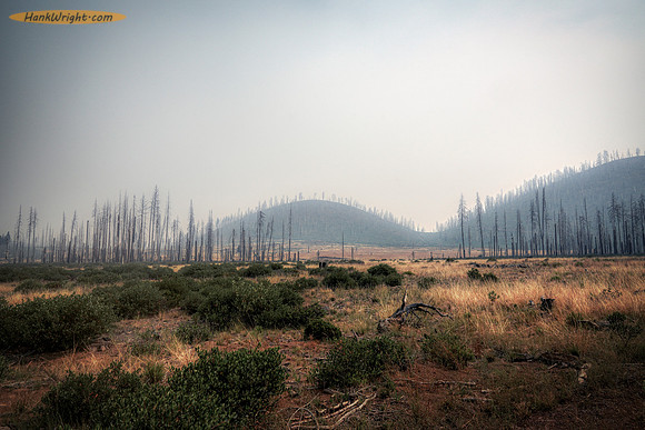 One burnt forest of many