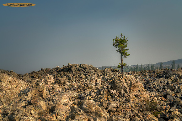 Lone tree in volcanic fallout