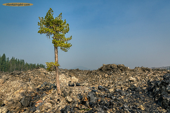 Another lonely tree on Glass Mountain