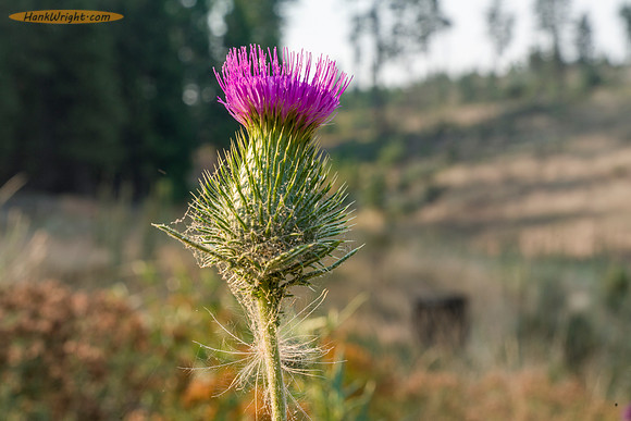 Thistle