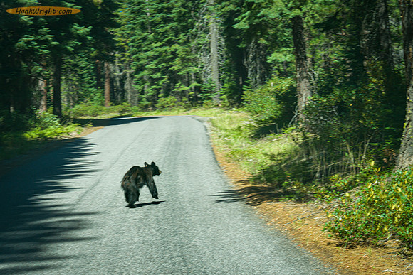 Bear and cub along the road