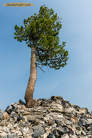Tree growing out of the volcanic soil of Glass Mountain