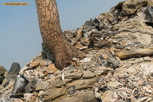 Tree with no visible soil