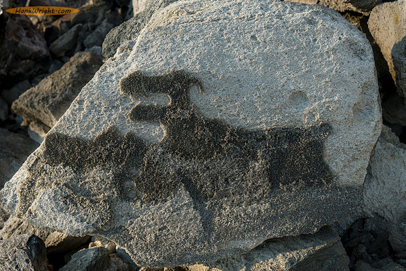 Funny dog like shape in pumice