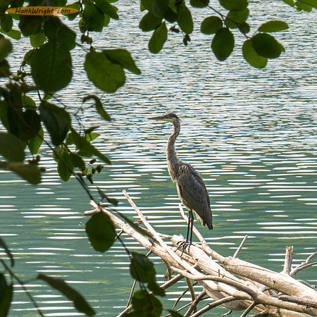Beautiful bird on the shore of Lake Britton