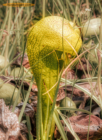 Pitcher Plant is a carnivorous plant in Butterfly Valley Botanical Area