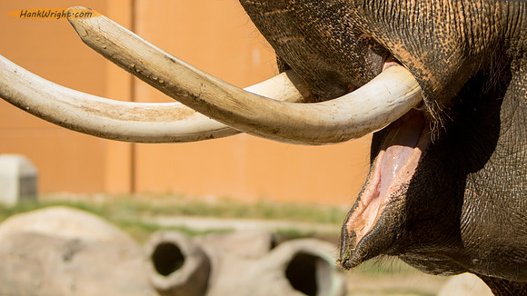 Hungry Elephant