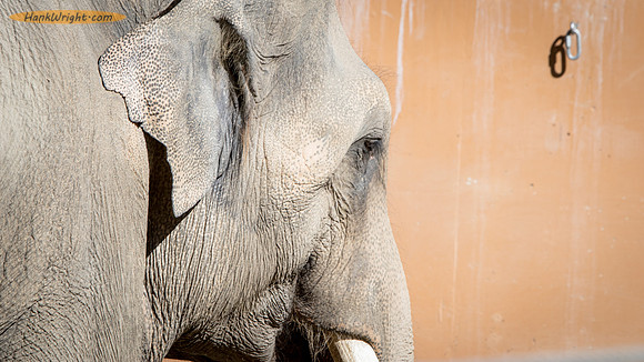 Elephant and Restraint