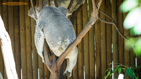 Koala Bear Hanging Out