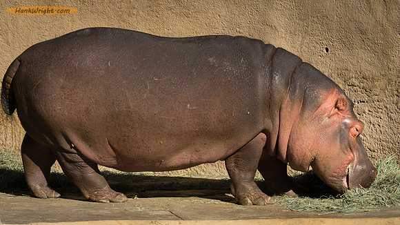 Teen Hippopotamus