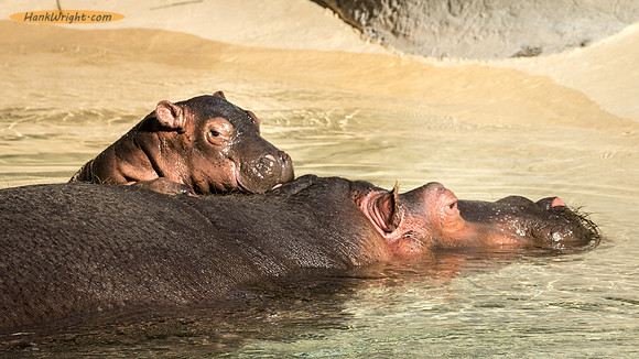 Hippo Newborn Climbing Mom