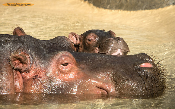 Hippo Peek-a-boo