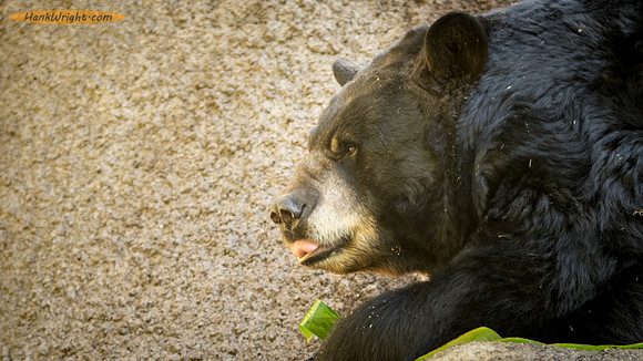 Black Bear
