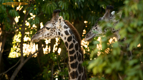 Giraffe