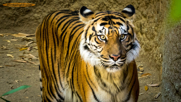 Sumatran Tiger